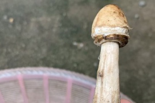 Ăn nấm dại mọc trong vườn, ba mẹ con ngộ độc
