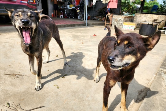 Thêm người tử vong sau 4 tháng bị chó dại cắn