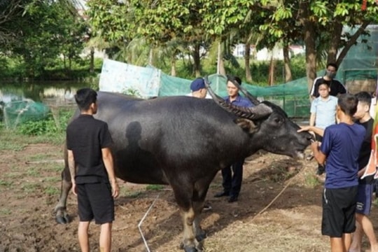 16 "ông trâu" sẽ thi đấu trong Lễ hội chọi trâu truyền thống Đồ Sơn