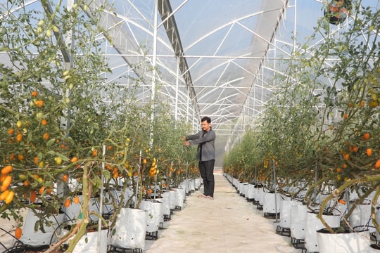 Tây Ninh có nhiều điều kiện phát triển nông nghiệp công nghệ cao