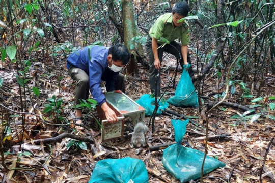 Thả 15 cá thể động vật hoang dã, quý hiếm về rừng