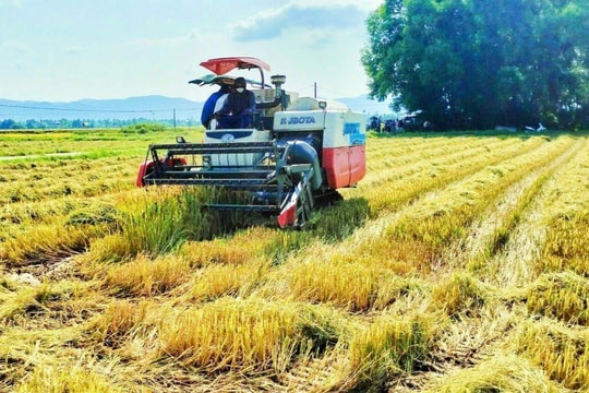 Sản lượng lúa vụ hè thu đạt 11 triệu tấn, tăng 157.000 tấn