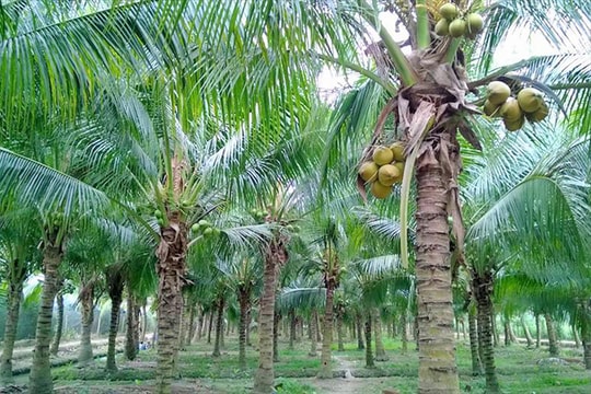 Mở rộng thị trường xuất khẩu, giá dừa trên đà tăng cao