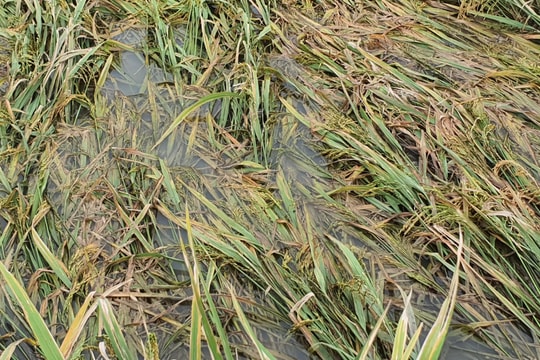  Bạc Liêu: Nông dân thấp thỏm chờ thu hoạch vụ lúa hè thu