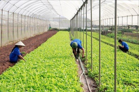 TP Hà Nội: Mục tiêu năm 2030 có hơn 3.000 hợp tác xã
