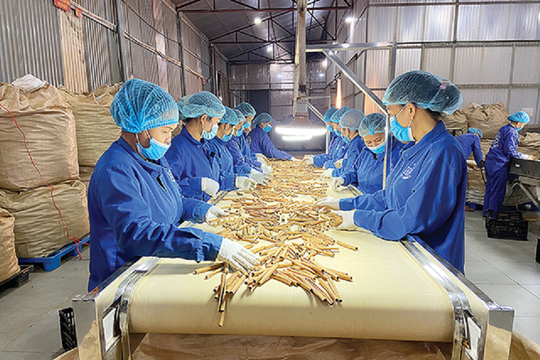 Xuất khẩu quế tại Việt Nam đang trên đà tăng trưởng mới