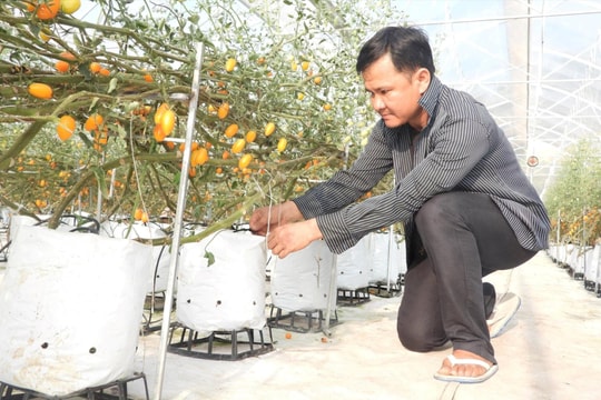  Nông nghiệp ứng dụng công nghệ cao là chiến lược phát triển kinh tế - xã hội của Tây Ninh