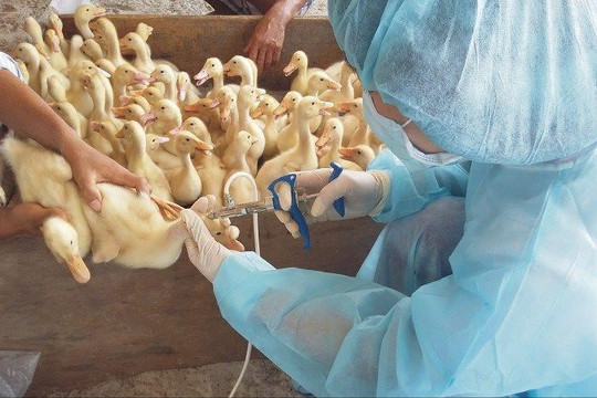 Bắc Ninh: Chi hơn 14 tỷ đồng mua vaccine phòng bệnh cho gia súc, gia cầm