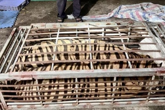 Bắc Giang: Bắt quả tang một đối tượng tàng trữ cá thể hổ để nấu cao