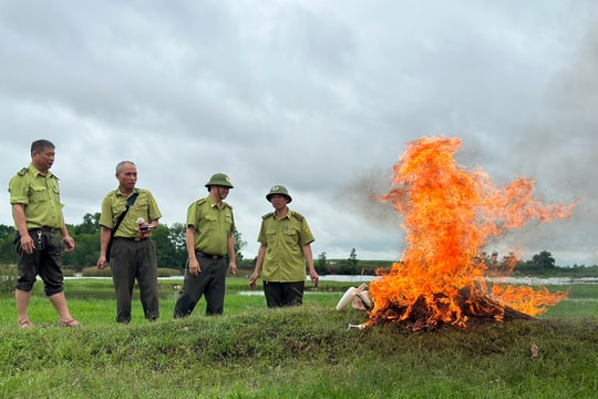 Tiêu hủy hàng ngàn dụng cụ bẫy chim hoang dã