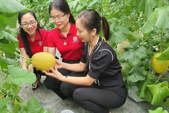 Agribank tăng cường hỗ trợ phát triển nông sản sạch