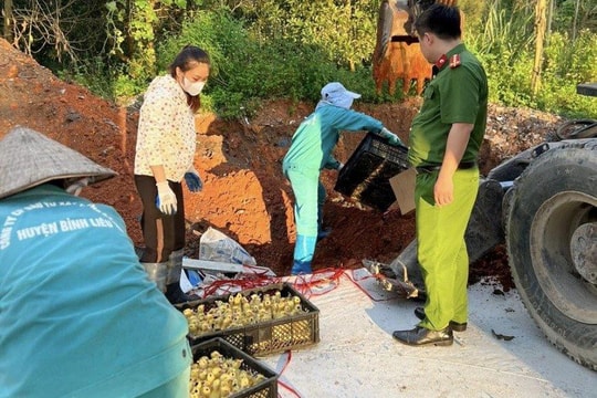 Tiêu hủy hơn 1.000 con vịt giống nhập lậu