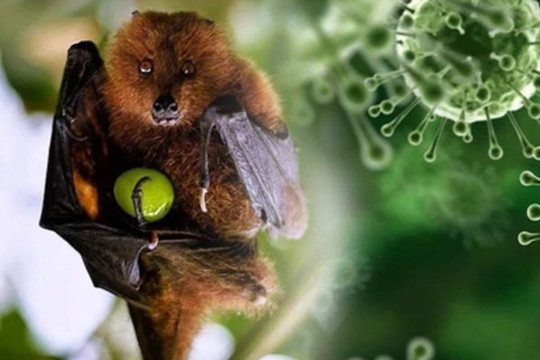 Virus Nipah lây lan tại Ấn Độ, TP.HCM tăng cường giám sát người nhập cảnh