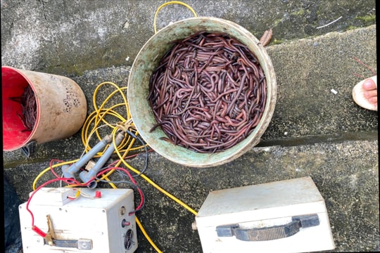 Xuất hiện tình trạng kích điện bắt giun ở Kon Tum