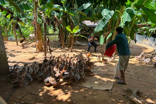 Đưa chăn nuôi thành hàng hóa, có thương hiệu để người Thái thoát nghèo