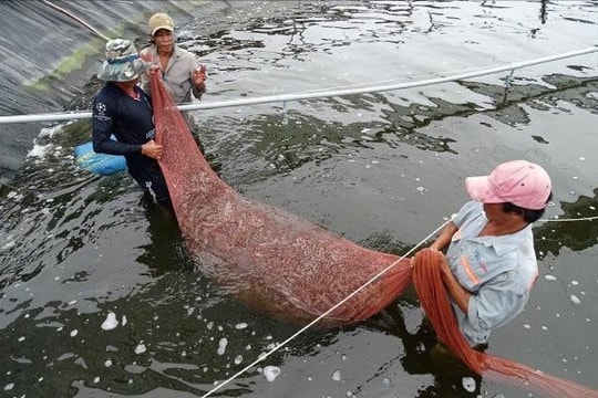 Cà Mau tổ chức Festival tôm năm 2023