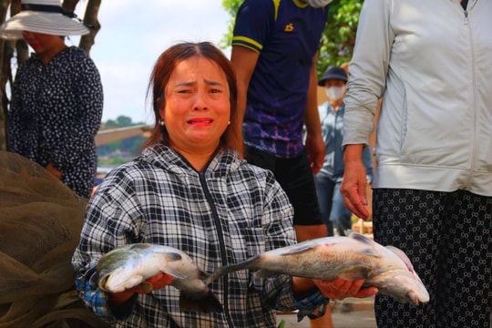 Hà Tĩnh: Hàng chục hộ nuôi cá lồng bè điêu đứng vì cá chết hàng loạt
