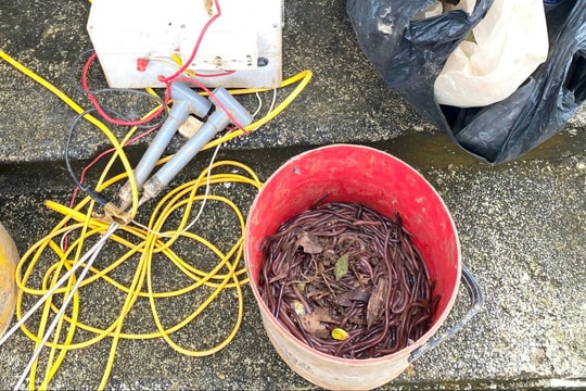 Ngăn chặn tình trạng tận diệt giun đất, hủy hoại môi trường trồng trọt