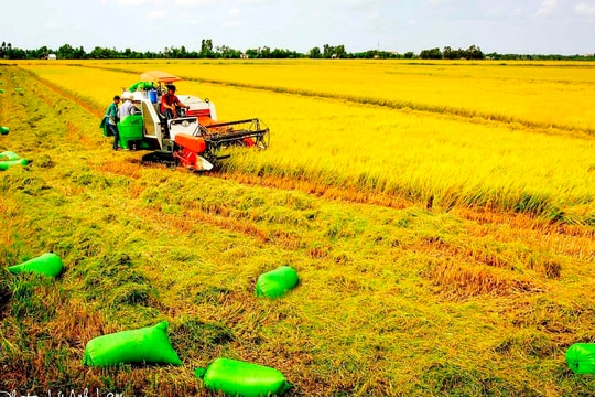 Xuất khẩu gạo dự báo vẫn "khởi sắc" đến năm 2024