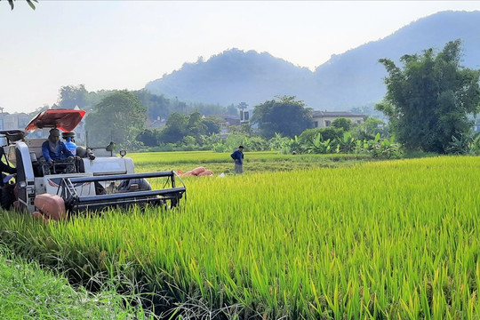 Bắc Ninh: Khởi tố vụ cháy máy gặt lúa, chuyển hồ sơ Công an tỉnh điều tra