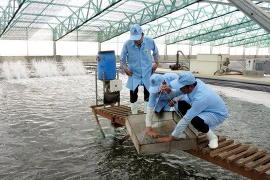 Bình Định mời gọi đầu tư dự án Khu nông nghiệp ứng dụng công nghệ cao phát triển tôm