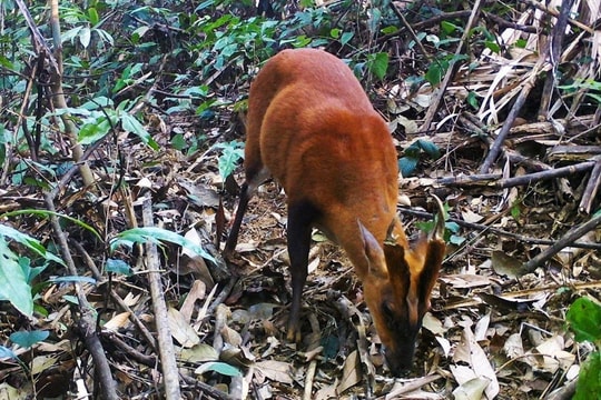 Phát hiện các loài động vật quý hiếm trong khu bảo tồn Pù Hu