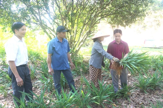 Những cựu binh làm giàu trên vùng đất khó
