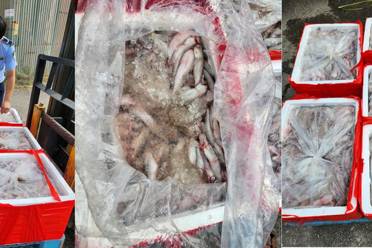 Hơn 4,5 tấn cá khoai chứa chất foocmon tại Thanh Hoá