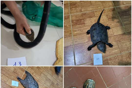 Mua bán động vật hoang dã để kiếm lời