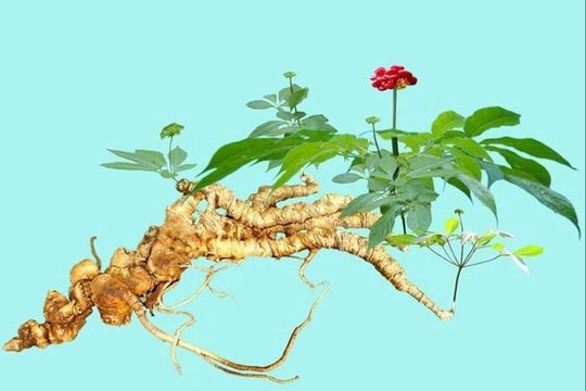 Quảng Nam đưa sâm Ngọc Linh thành ngành kinh tế mũi nhọn