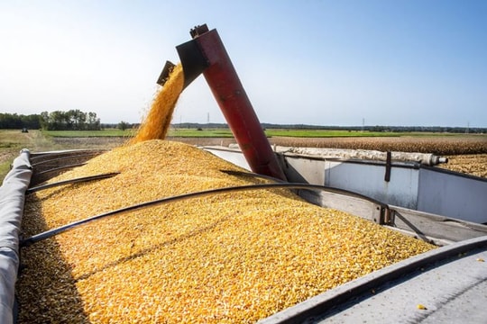 Việt Nam nhập khẩu ngô các loại trên 6,51 triệu tấn