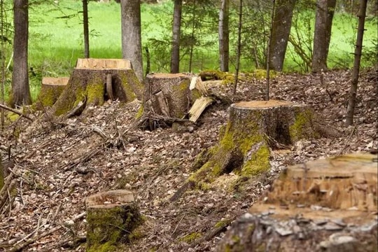 Những nỗ lực toàn cầu nhằm ngăn chặn nạn phá rừng đang thất bại