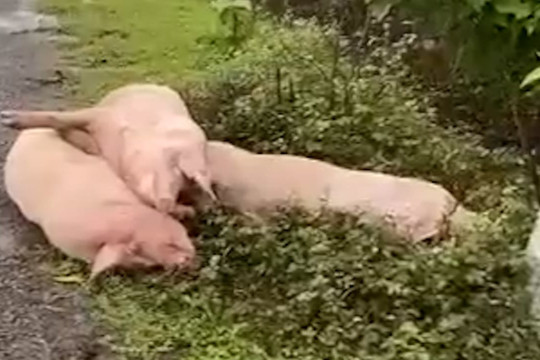 Lợn chết liên tục bị vứt giữa đường ở Hà Tĩnh