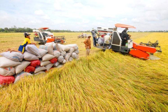 Giá gạo xuất khẩu của Việt Nam tiếp tục leo cao