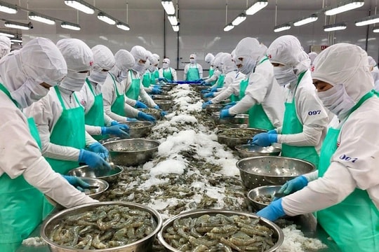 Xuất khẩu thủy sản kỳ vọng đạt 2,4 tỷ USD trong quý IV