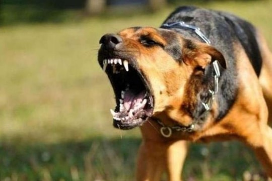 Xây dựng vùng an toàn dịch bệnh đối với bệnh Dại ở động vật nuôi