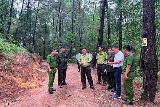TT-Huế: Kịp thời phát hiện và xử lý nhiều cây thông bị chặt hạ