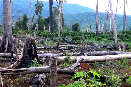 Những giải pháp trong thực thi quy định mới của EU về chống phá rừng