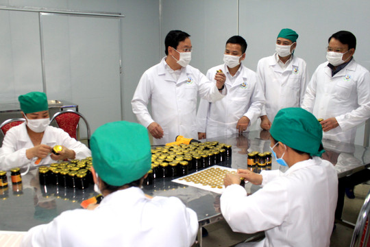 Trồng cây dược liệu mang lại giá trị kinh tế cao cho người dân miền núi