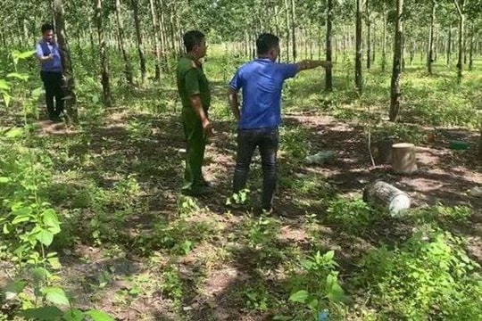 Bình Phước: Em trai đánh anh ruột tử vong do cạo nhầm vườn cây cao su