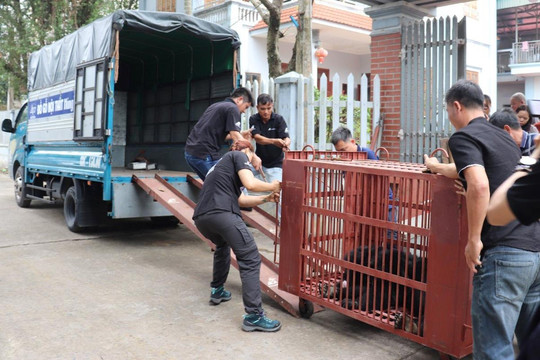 Người dân tự nguyện bàn giao cá thể gấu ngựa nặng gần 160kg