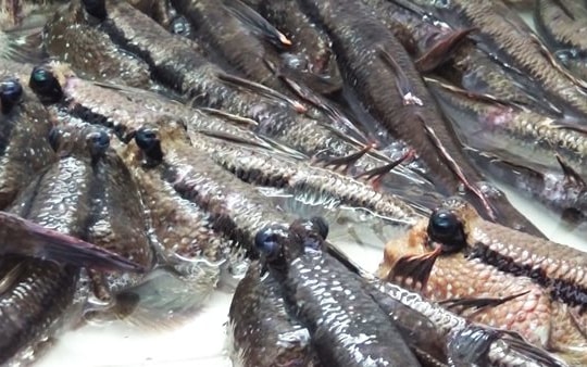 Độc đáo nghề săn cá leo cây vùng đất Mũi Cà Mau