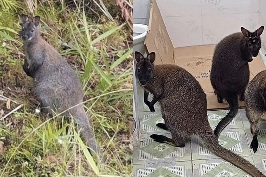 Vườn quốc gia Hoàng Liên sẵn sàng tiếp nhận 4 con chuột túi phát hiện ở Cao Bằng