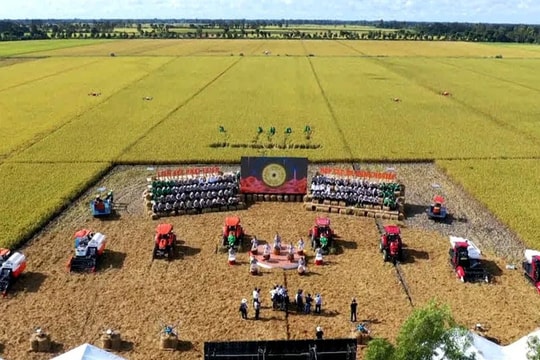 Giá xuất khẩu tăng phi mã, doanh nghiệp xuất khẩu gạo hướng đến chuỗi phát triển bền vững