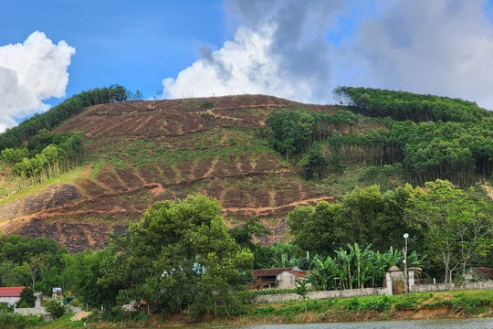 Điều tra, làm rõ thông tin bảo kê mua bán keo trên địa bàn huyện Nông Cống