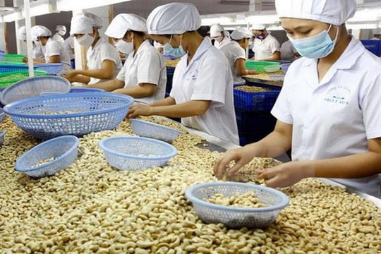 Xuất khẩu hạt điều đạt kỷ lục mới