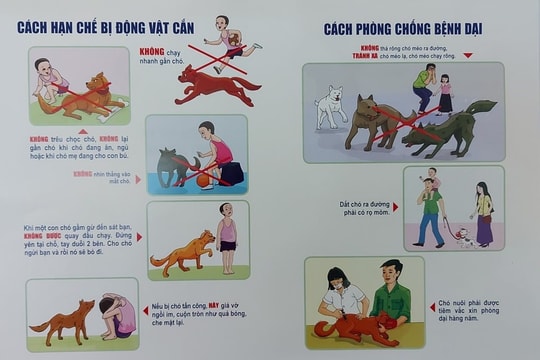 Tăng cường các biện pháp cấp bách phòng, chống bệnh dại
