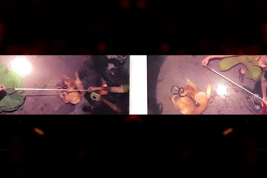 Phép nước - Lệ làng: Trộm chó