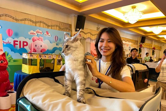 Mèo đọ sắc tranh ngôi vị hoa hậu