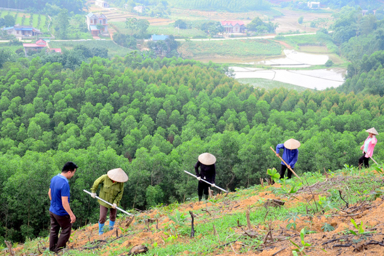 Phát huy giá trị đa dụng của hệ sinh thái rừng, bảo vệ và phát triển rừng bền vững